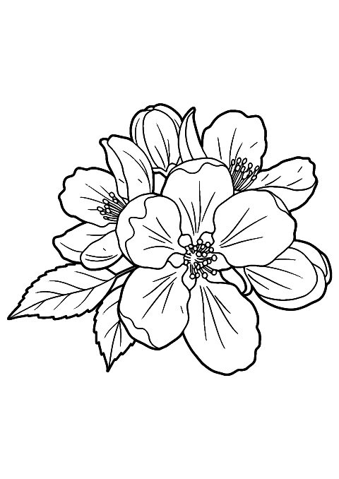 flor de manzano Coloring Page