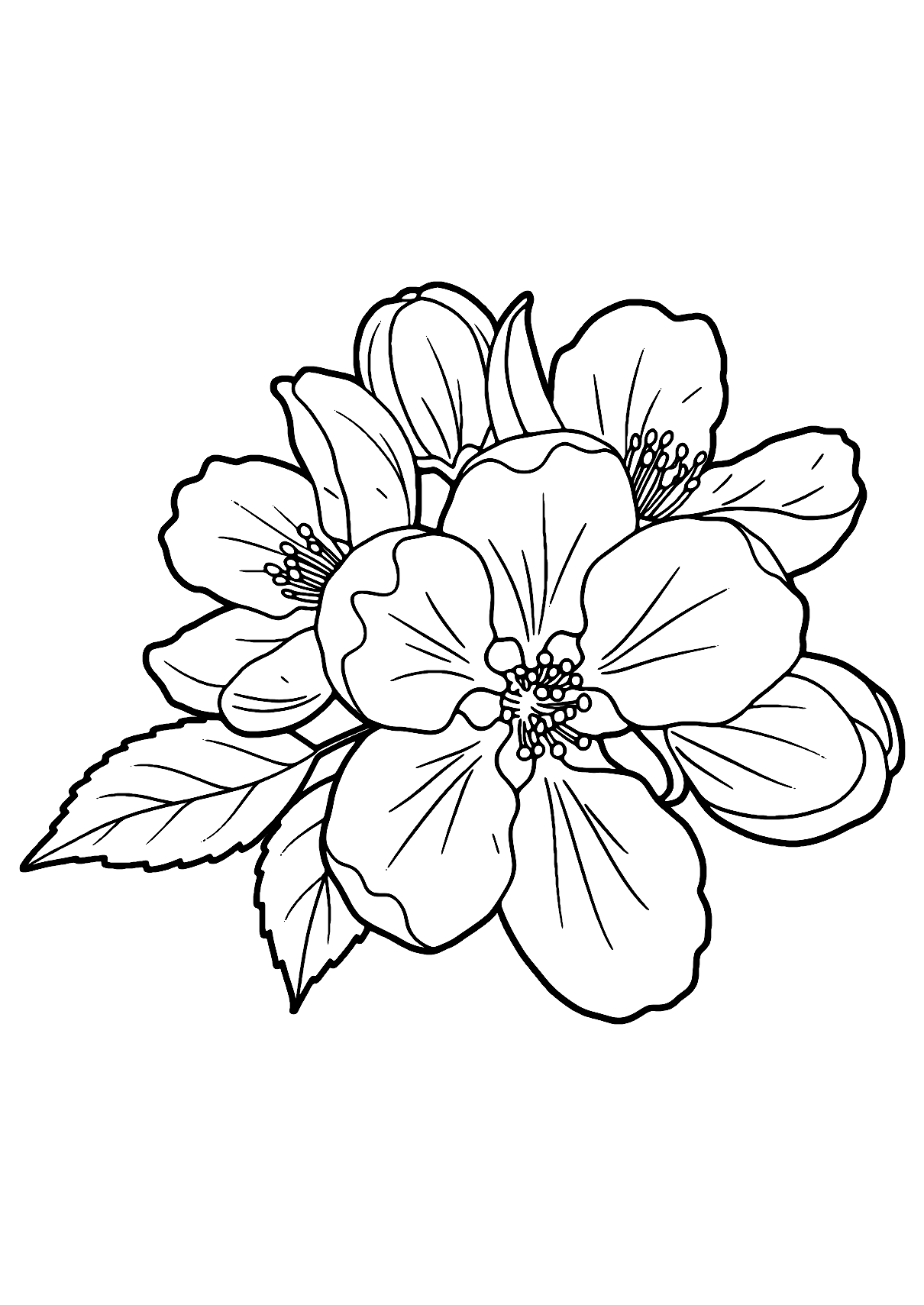 Apple Blossom Flower Coloring Page