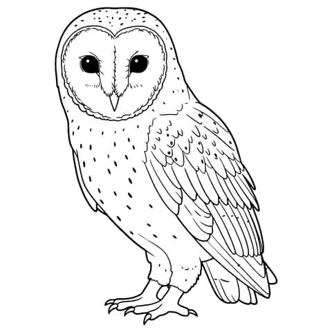 barn owl Coloring Page