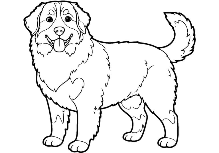 Bernese Mountain Dog Coloring Page