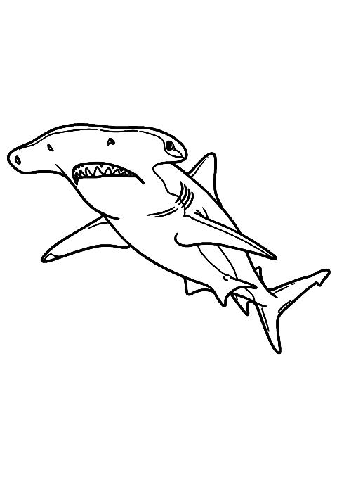 bonnethead haj Coloring Page