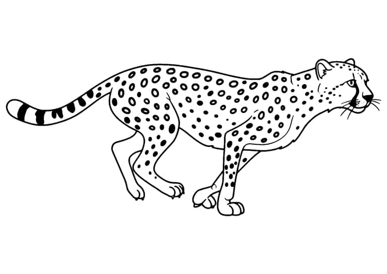 Cheetah Running Coloring Page