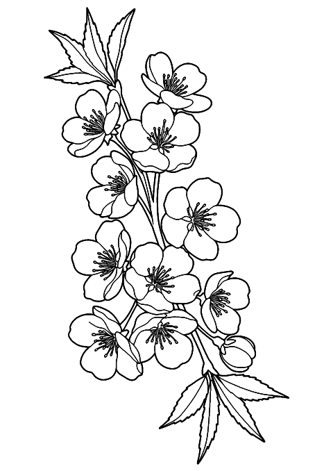 kirsebærblomst Coloring Page