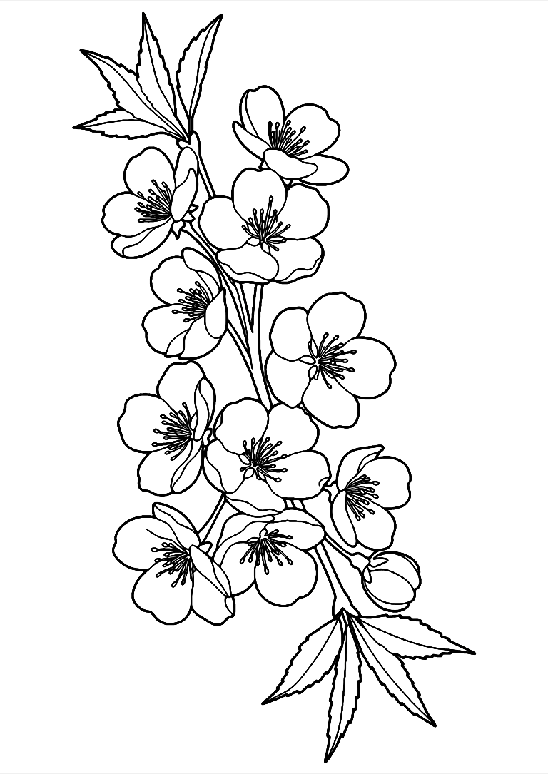 Desenho De Flor De Cerejeira Para Colorir