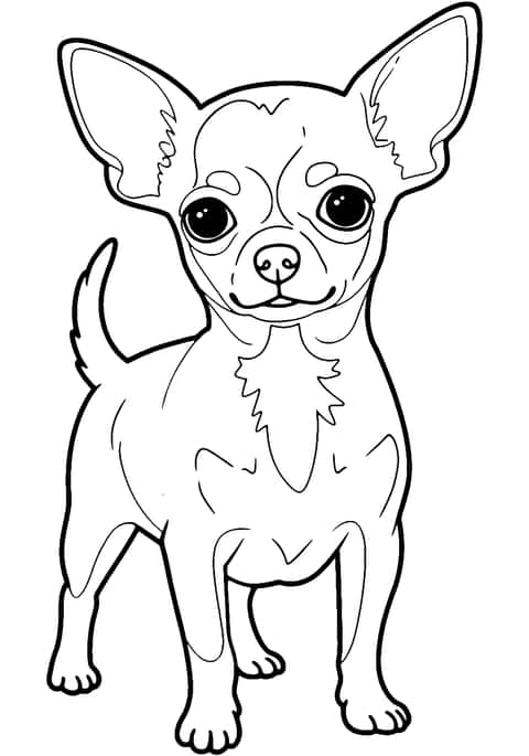 chihuahua hund Coloring Page