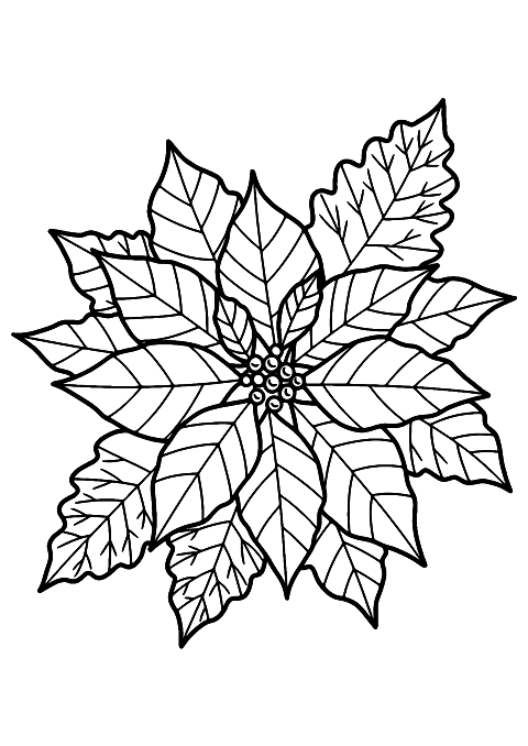 クリスマスの花 Coloring Page