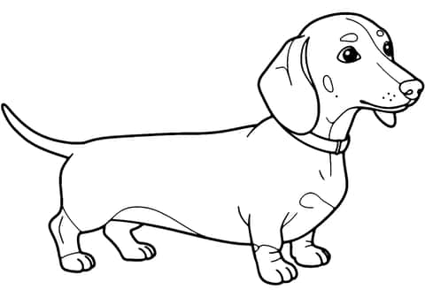 anjing dachshund Coloring Page