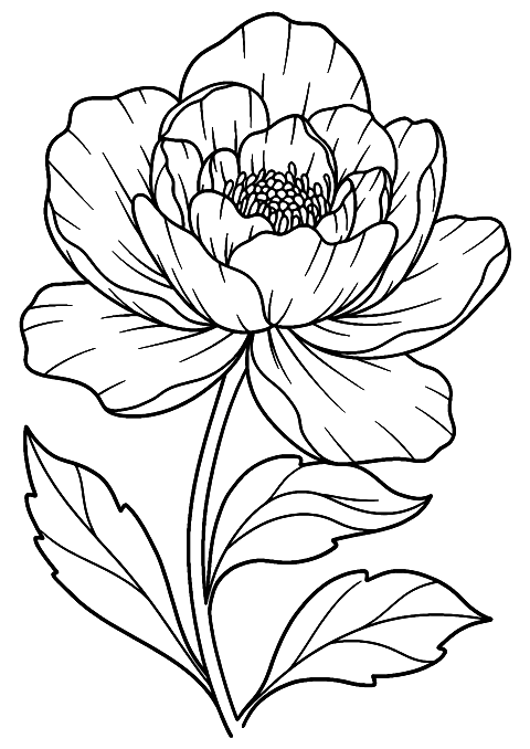 Blumenblüte Coloring Page