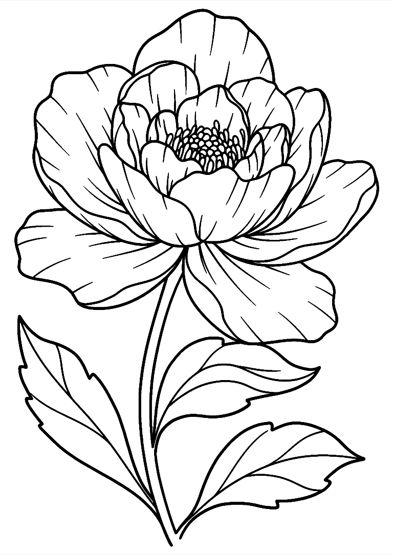 Desenho De Flor Desabrochando Para Colorir