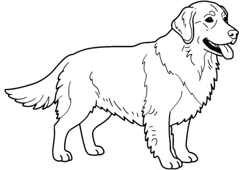 golden retriever hund Coloring Page