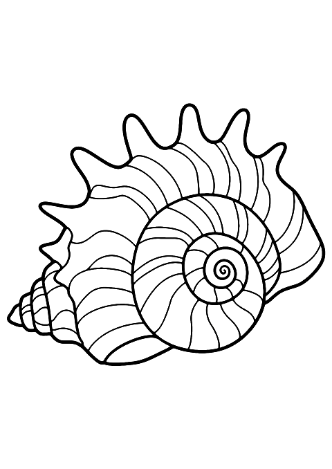 hermit crab shell