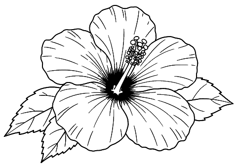 fiore di ibisco Coloring Page