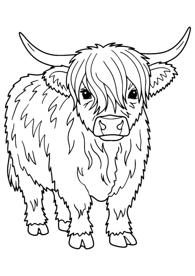 Dibujo De Vaca De Las Tierras Altas Para Colorear