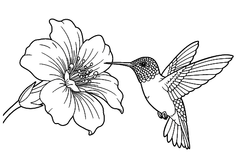 벌새와 꽃 Coloring Page