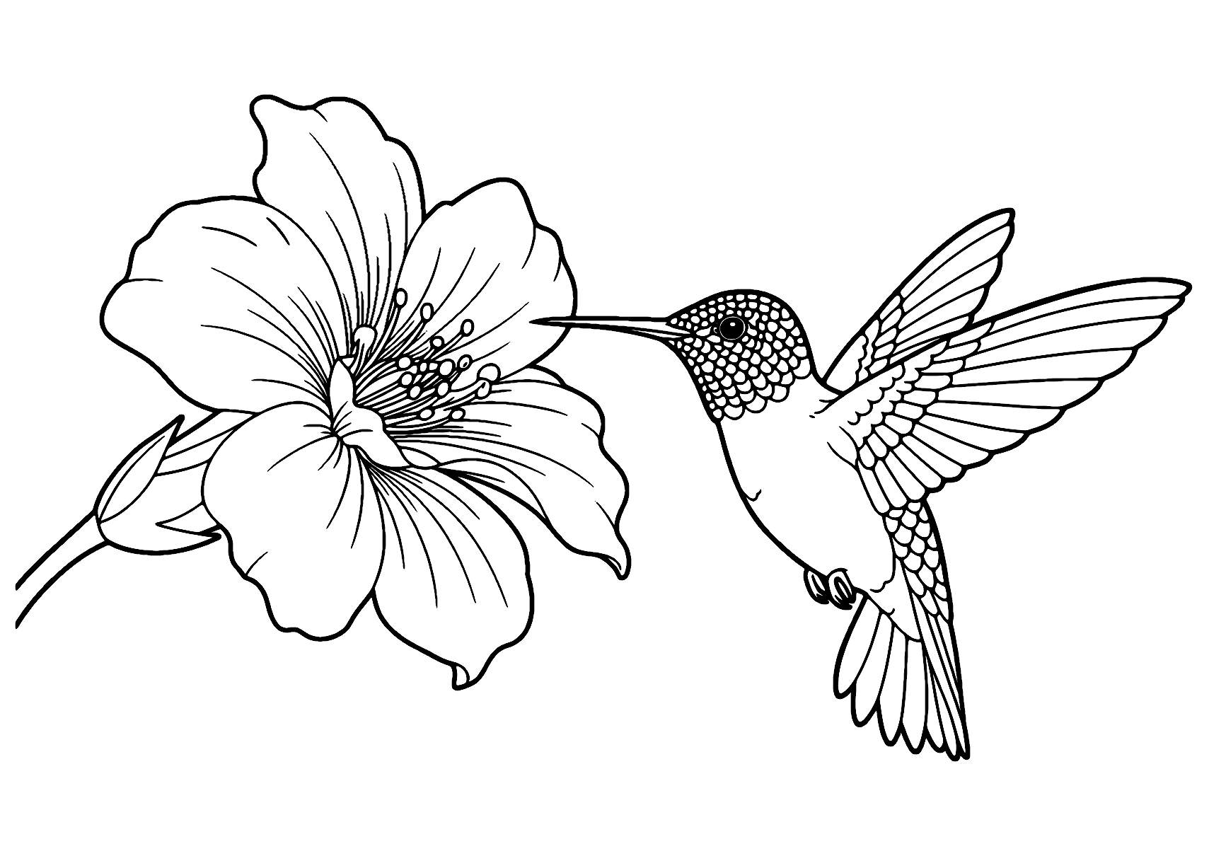 Hummingbird And Flower Coloring Page