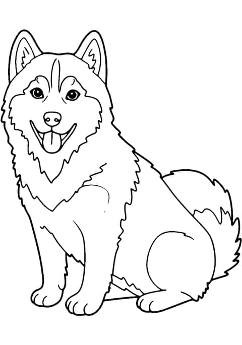 perro husky Coloring Page