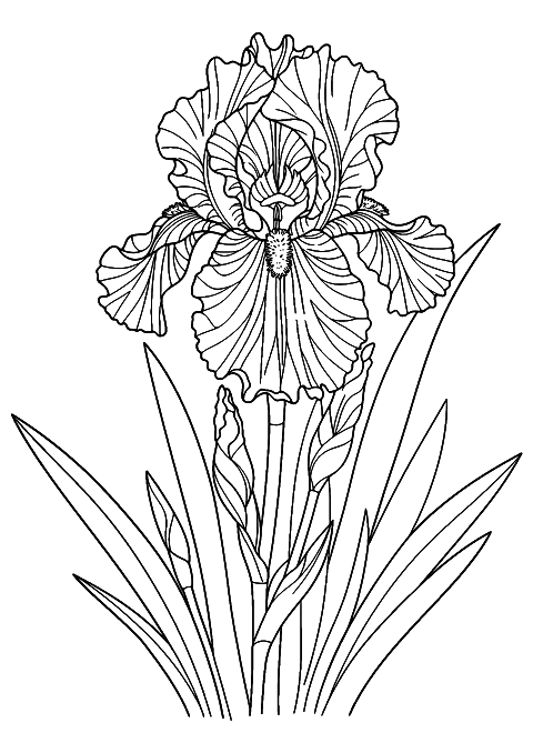 iris flower Coloring Page