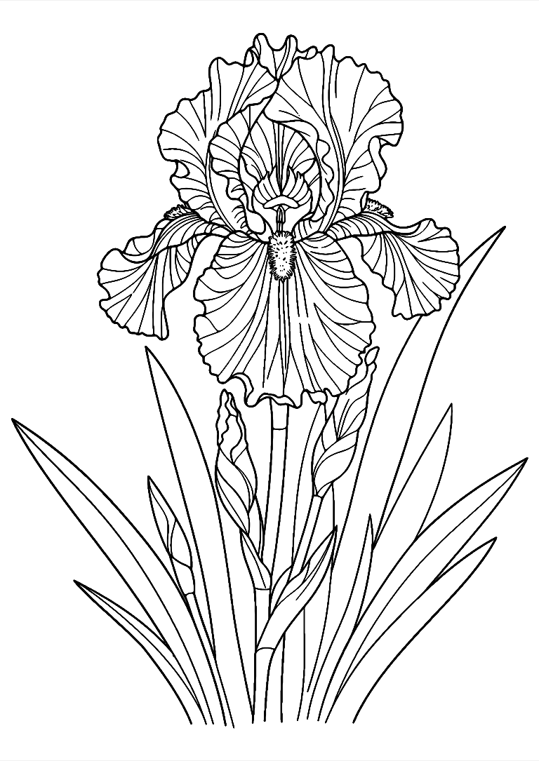 Iris Blomst Farvelægningsside