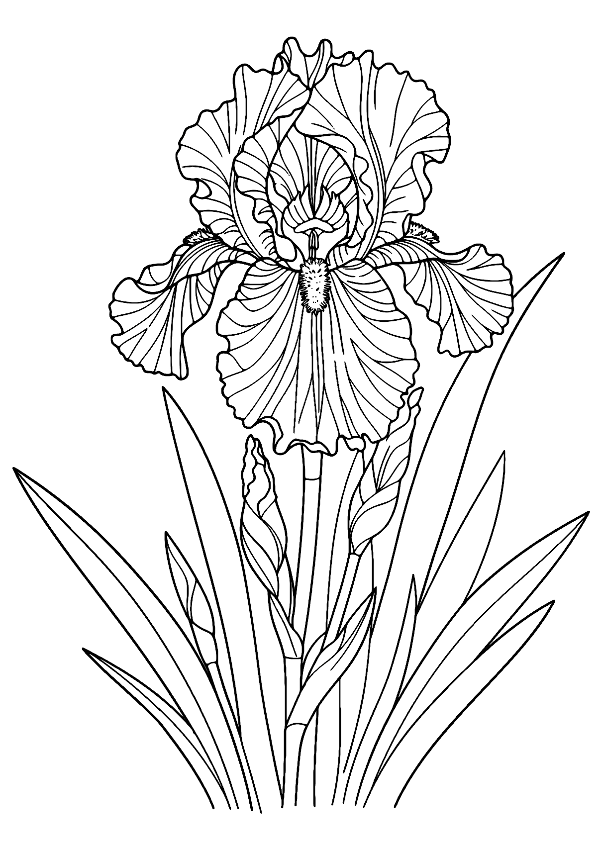 Iris Blomst Farvelægningsside