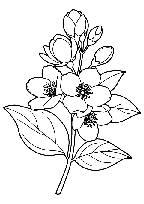 jasmine flower Coloring Page