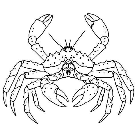 crabe royal