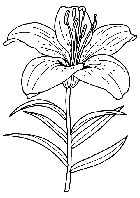 lily flower Coloring Page