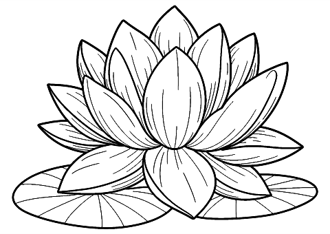 lotusblume Coloring Page