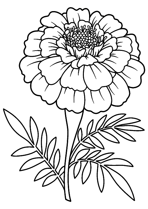 goudsbloem Coloring Page