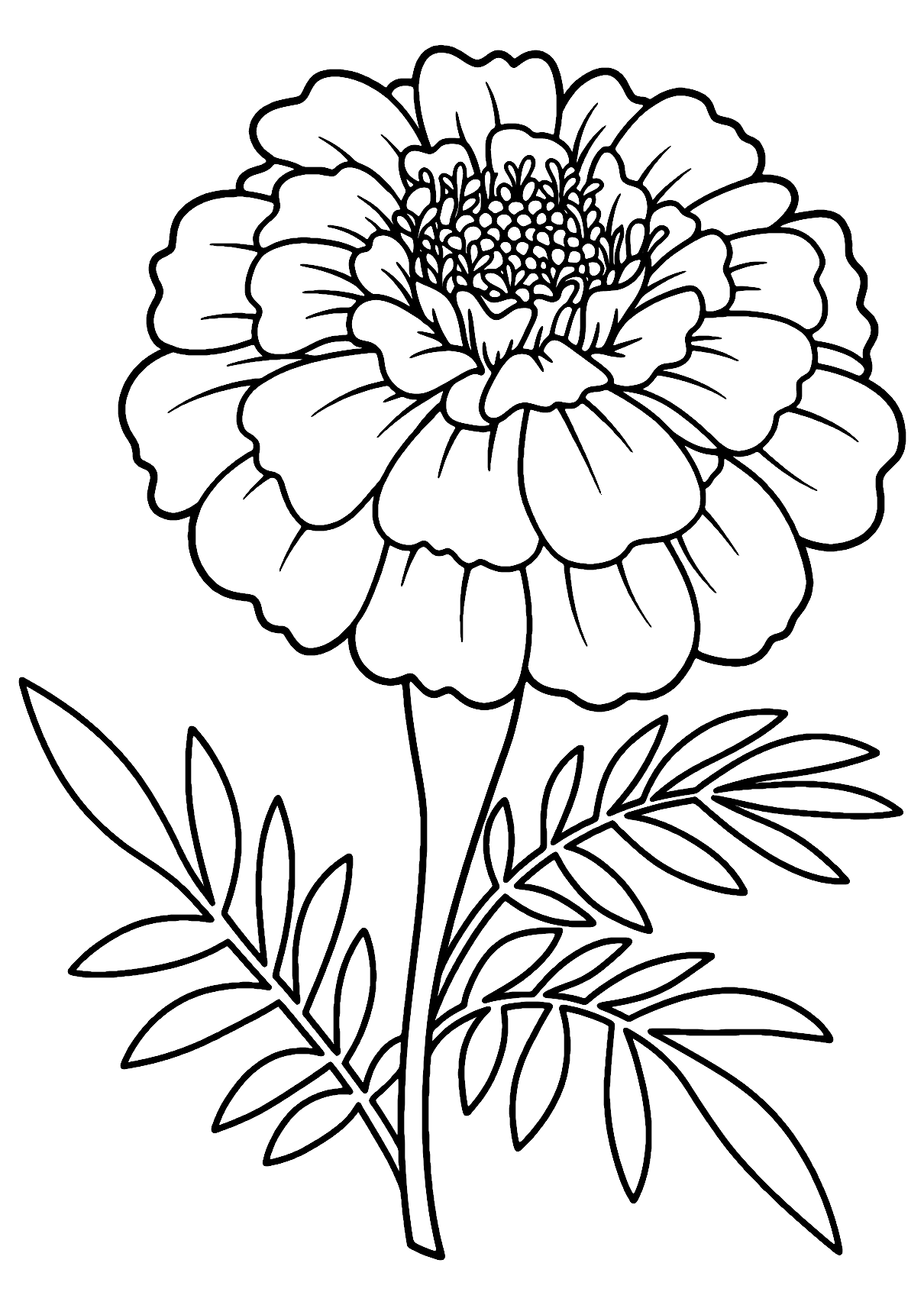 Marigold Flower Coloring Page