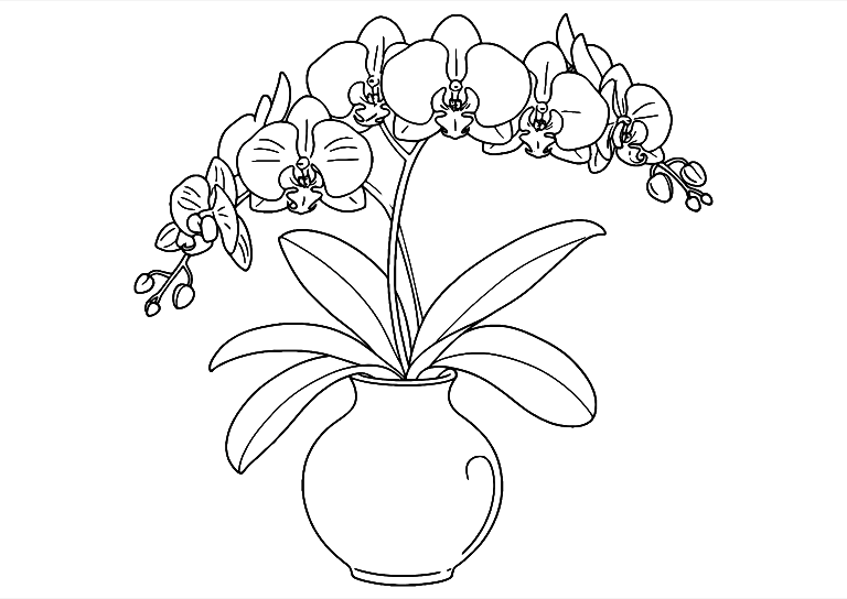 Orchid Flower In Vase Coloring Page