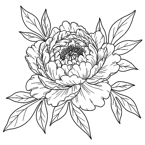 pioenroos bloem Coloring Page