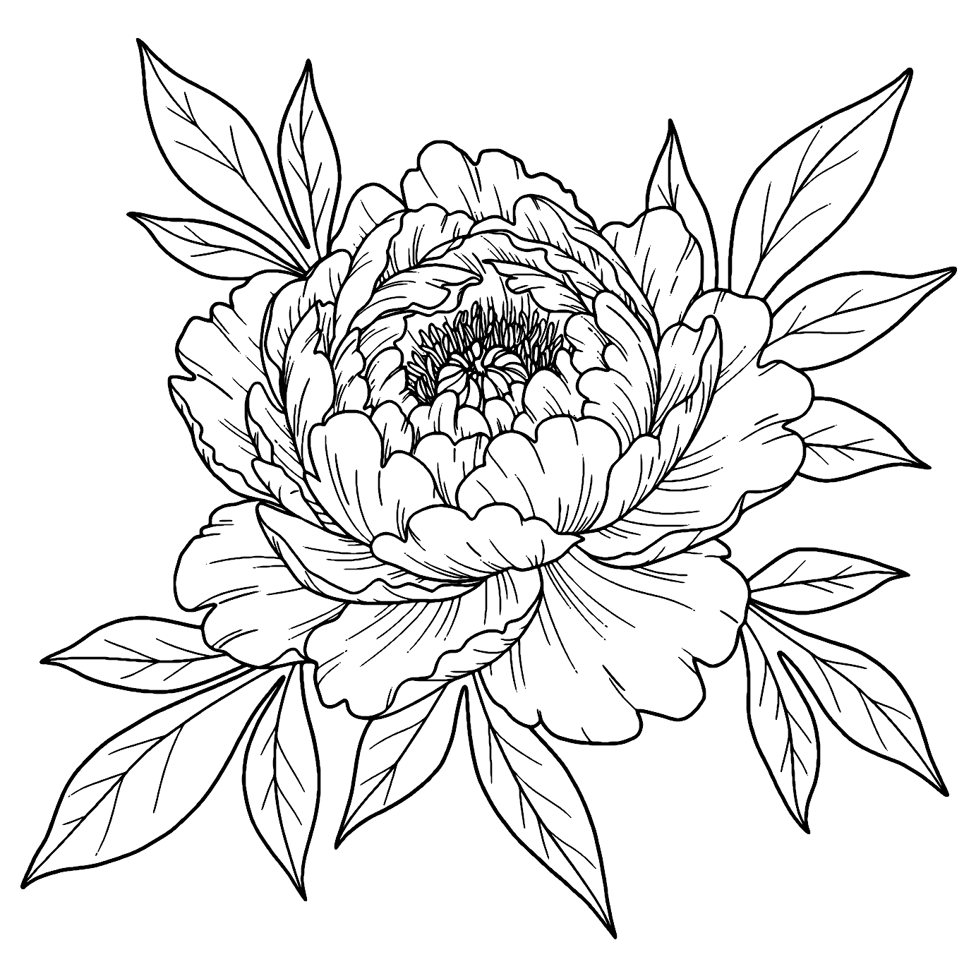 Gambar Mewarnai Bunga Peony