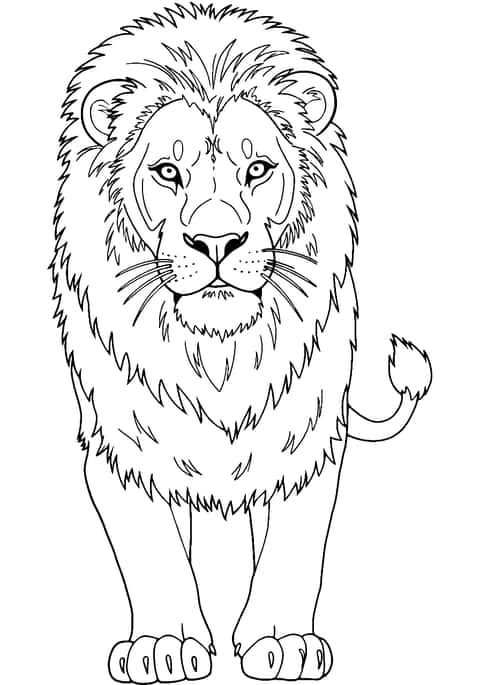 realistisk løve Coloring Page