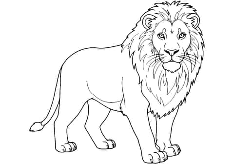 realistisk løvetegning Coloring Page