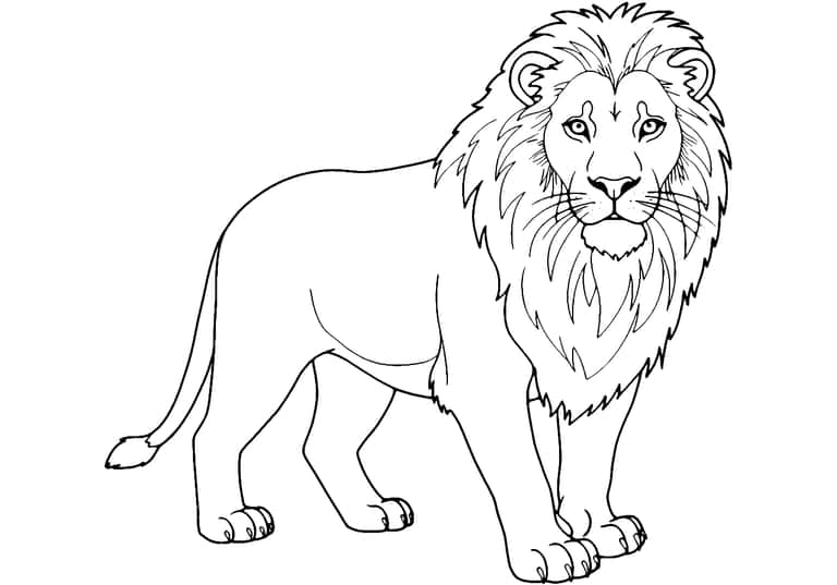 Realistic Lion Sketch Coloring Page