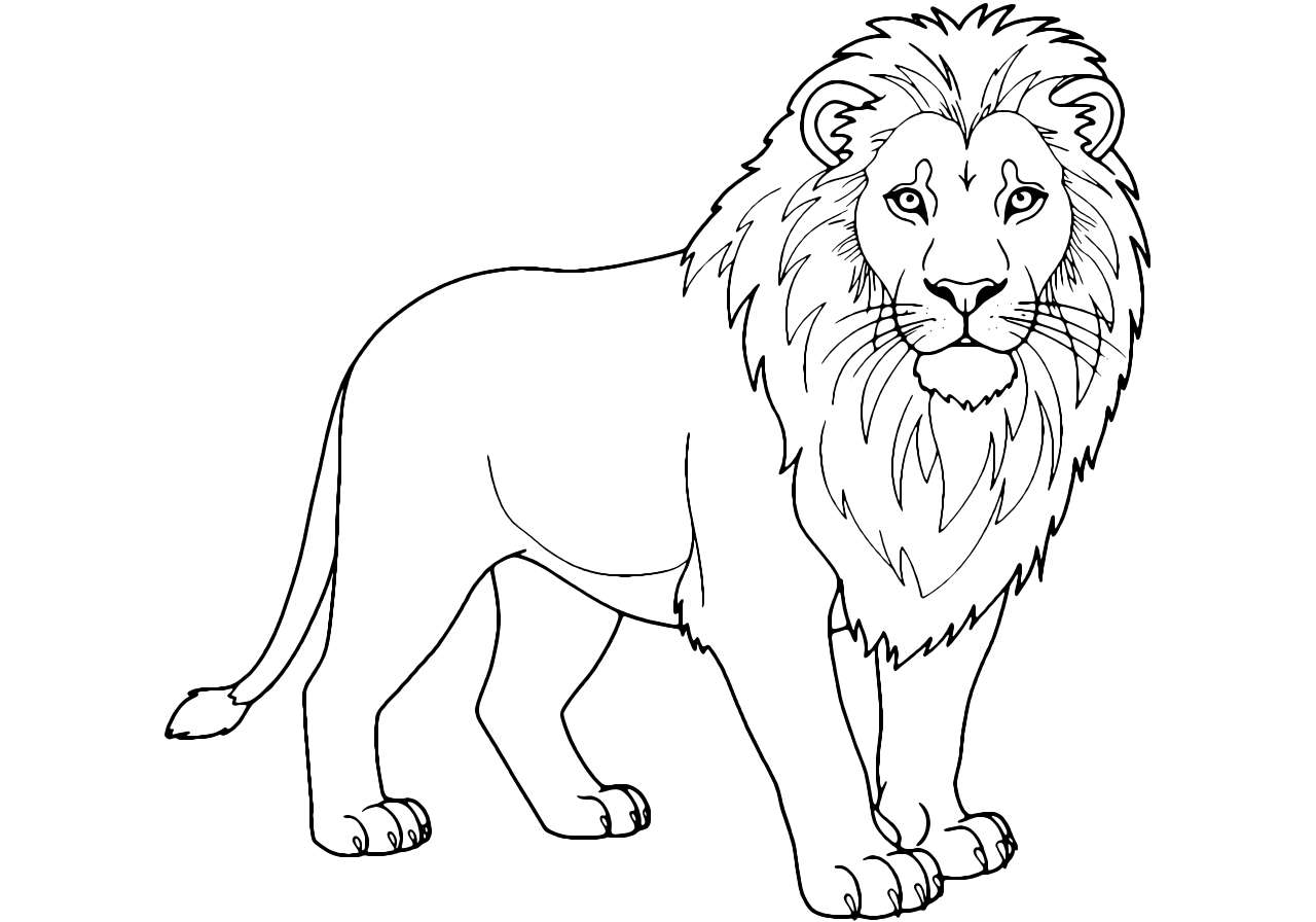 Coloriage Esquisse Réaliste De Lion