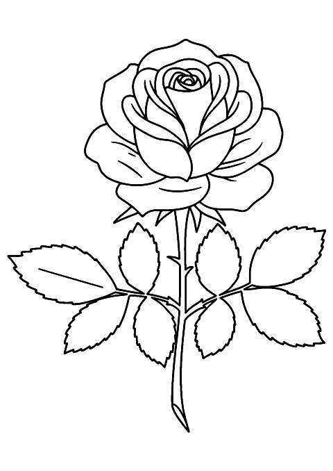 rózsa virág Coloring Page