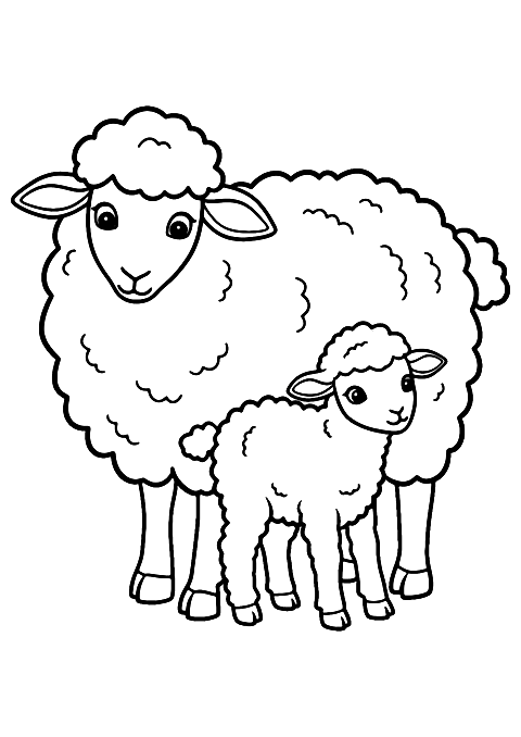 Schaf und Lamm Coloring Page