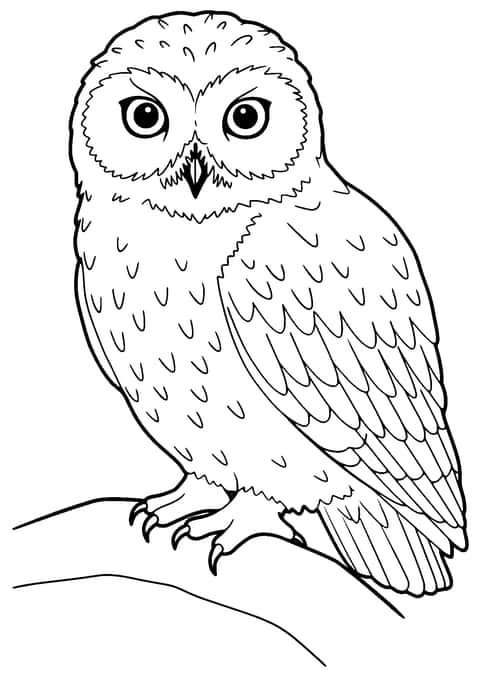 bufnița polară Coloring Page