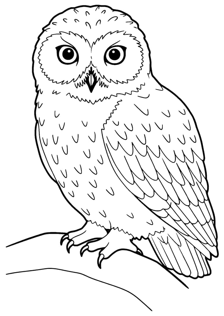 Snowy Owl Coloring Page