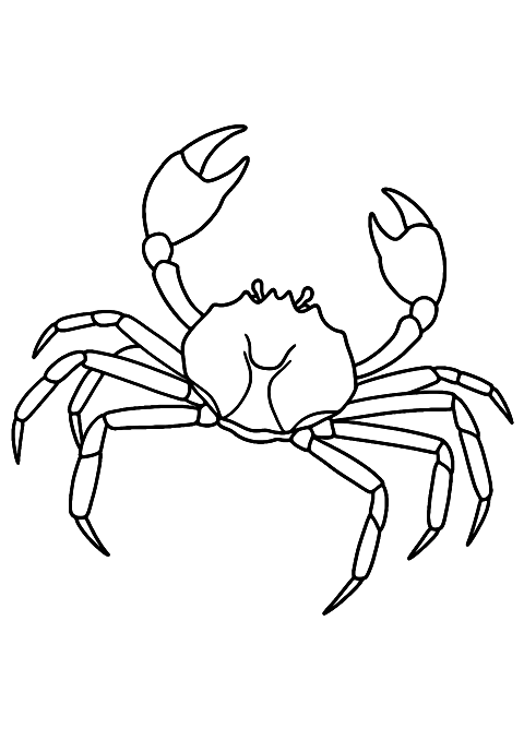 spider crab