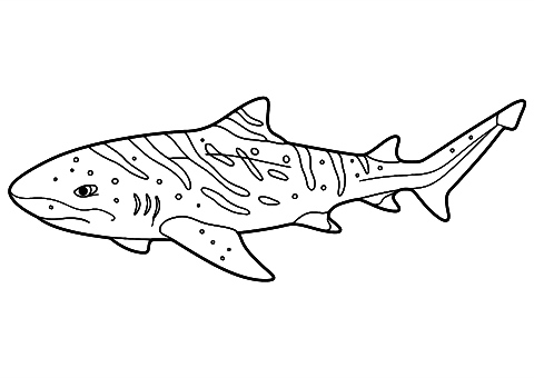 zebrahaj Coloring Page