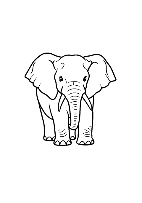 Elephant theme