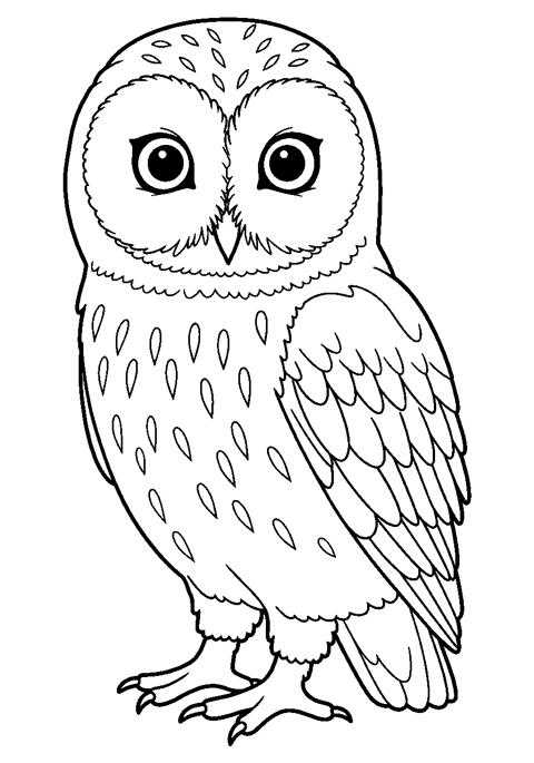 Owl theme